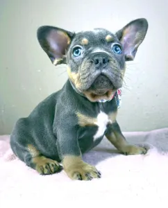 Bouledogue français - Alfie