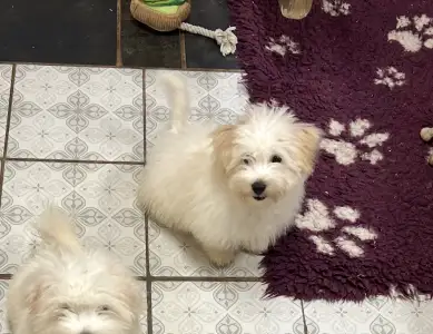 Coton de Tuléar - Monroe