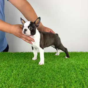 Boston Terrier - Domina
