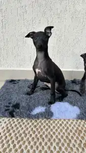 Italienisches Windspiel - Emilio