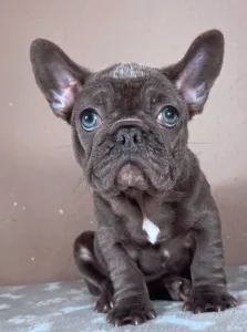 Francia bulldog - Ella
