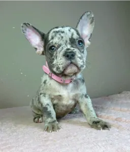 Francia bulldog - Megan