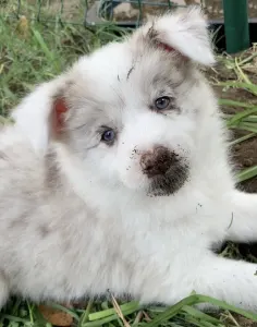 Border Collie - Sweet Like Harmony 2