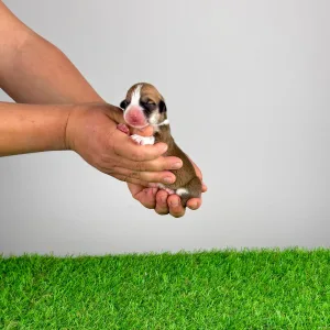 Pembroke Welsh Corgi - Welo