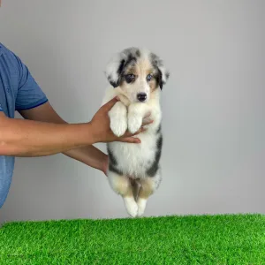 Australian Shepherd - Sillie