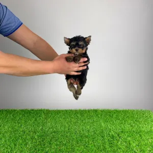 Yorkshire terrier - Pancho