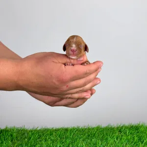 Cavalier King Charles Spaniel - Lisbeth