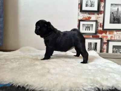 Pug - Queen Bee