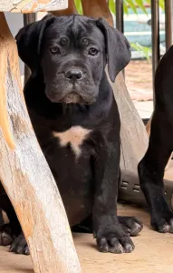 Cane Corso Italiano - Tina