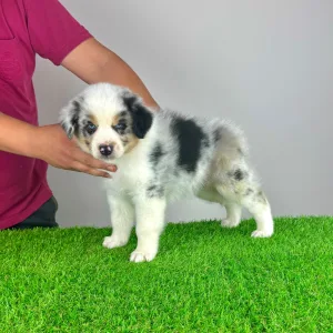 Australian Shepherd - Talizman