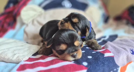 Yorkshire Terrier - Porsche Of Midsummer Nights Miracle 