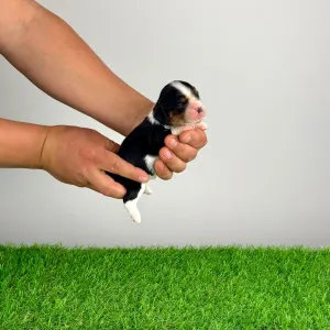 Кавалер кинг-чарльз-спаниель - Moonfire