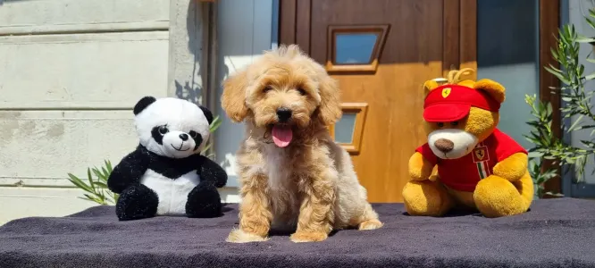 Cavapoo - Enzó