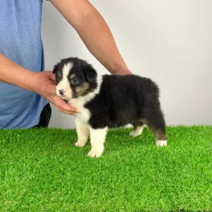 Australian Shepherd - Cagan