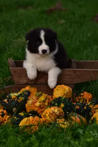 Border Collie - Gingers Heritage Call Me Legend