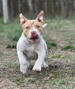 American Bully - Pocket - Bambi