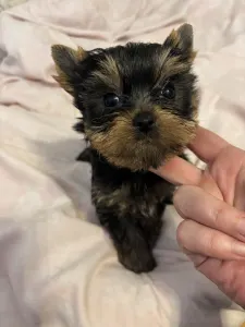 Yorkshire Terrier - Karolina