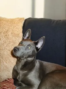 Thai Ridgeback - Brook Wild-romance Of Chiang Exotic Wolfs