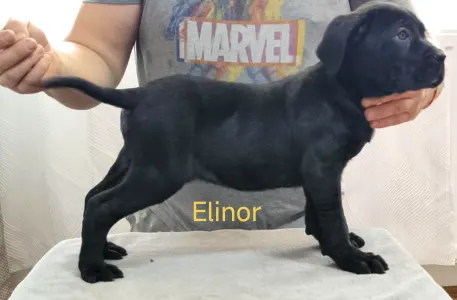 Cane Corso Italiano - Forza Di Diavolo Elinor
