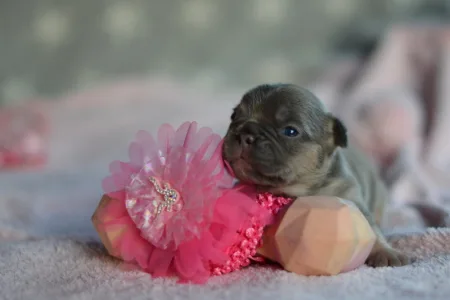 Französische Bulldogge - Ruby