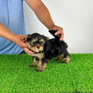 Yorkshire Terrier - Alpur