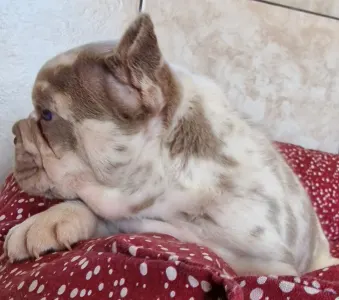 French Bulldog - New Shade Isabella Merle Tan Boy