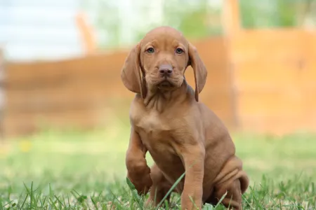 Hungarian Short-haired Vizsla - Rozi