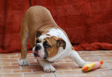 Bulldog - Rengőhegyi-ormán Delisa