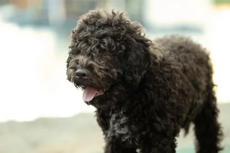 Лаготто-романьоло - Stelle Del Lagotto Amore Royal Velvet