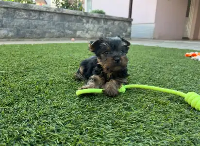 Yorkshire Terrier - Zoé