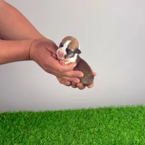 Pembroke Welsh Corgi - Yana