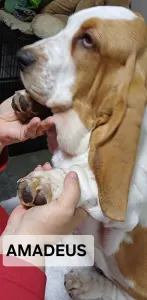 Basset Hound - Amadeus