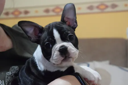 Boston Terrier - Natasa