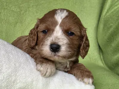 Cavapoo - Joker