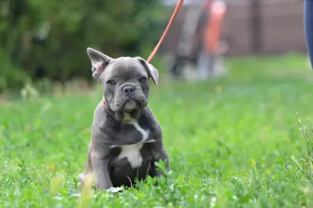 Französische Bulldogge - Magnus
