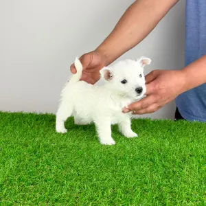 Вест-хайленд-уайт-терьер - Jette