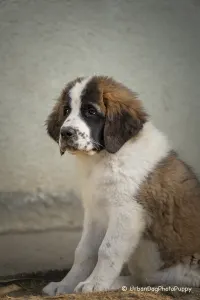 Moscow watchdog - Egresvölgyi Kennel