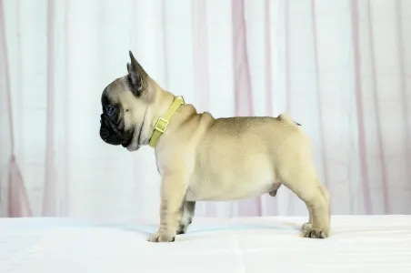 French Bulldog - Wish Wonderful Grove