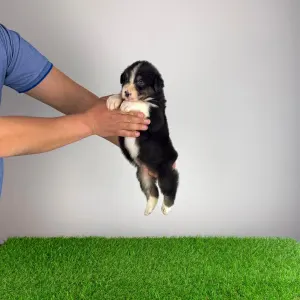 Australian Shepherd - Cash