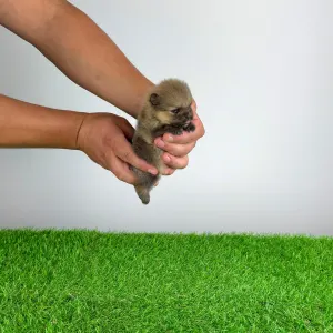 Pomeranian - Tio