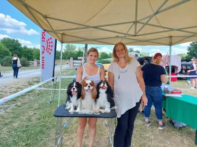 Cavalier king Charles spaniel - Erdőszéli Ezüstcsillag