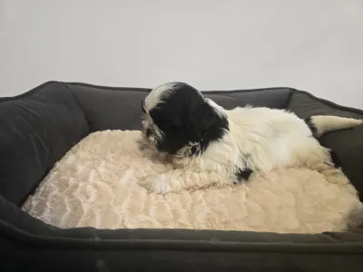 Shih Tzu - Bruno