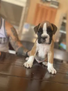 German Boxer - Rasel