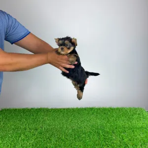 Yorkshire Terrier - Amina