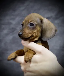 Dachshund - Samba Hug Me Strongly