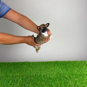 Chihuahua - Kimi