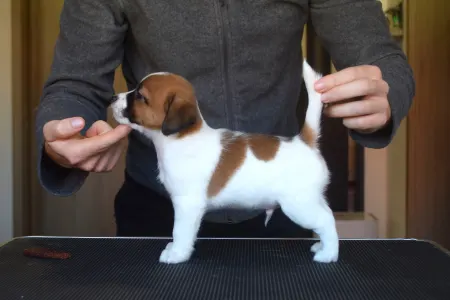 Jack Russell Terrier - Santiago