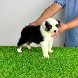Australian Shepherd - Grisu