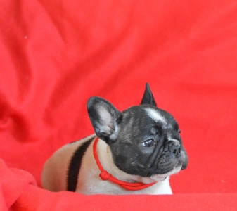 Francia bulldog - Christmas Dragons Daenerys