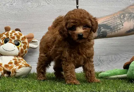 Caniche Toy - Xaffi